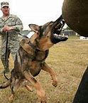 Image result for Dog Biting Ankles