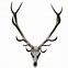 Image result for Deer Skull Profile