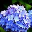 Image result for Apple iPhone Wallpaper Blue Flower