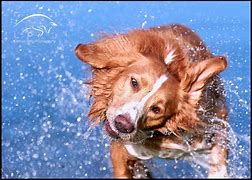Image result for Dog Shaking Off Water