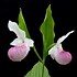 Image result for Cypripedium reginae