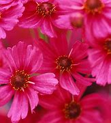 Image result for Coreopsis (x) Limerock Passion ®