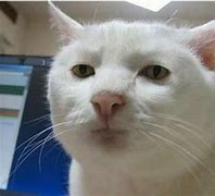Image result for Funny Cat Face White Background