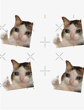 Image result for OK Cat Meme
