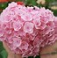Image result for Hydrangea macrophylla Love you Kiss (r)