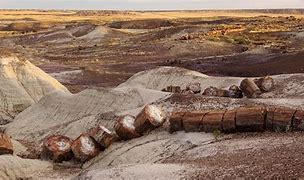 Image result for Petrified Forest Park