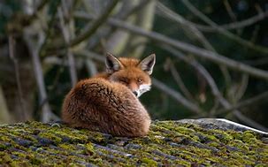Image result for Fox Totem