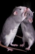 Image result for New York Rats Friend Cute