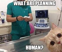 Image result for Dr Cat Meme