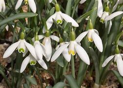 Image result for Galanthus Kingston Double