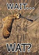 Image result for Wait What Meme