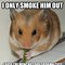 Image result for Zig's The Hamster Meme