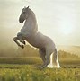 Image result for Large Horse White Background