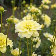 Image result for Dahlia Yellow Perception 