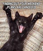 Image result for Old Funny Cat Memes