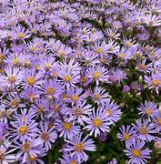 Billedresultat for Aster radula