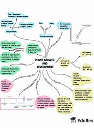 Image result for Plant Growth From Seed