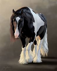 Image result for Gypsy Vanner Horse