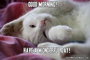 Image result for Funny Good Morning Kitten Memes