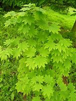 Image result for Acer japonicum Vitifolium