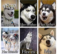 Image result for Husky Monkey Meme