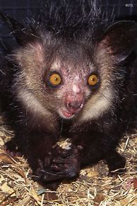 Image result for Dibbler Animal