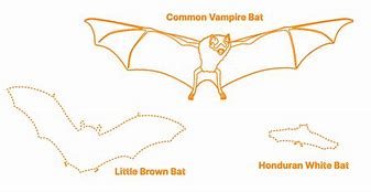 Image result for Vampire Bat Species Size