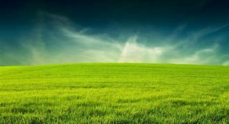 Image result for Grass Background