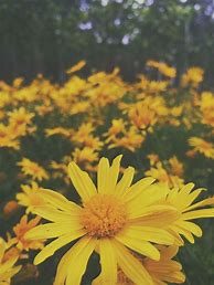 Image result for Yellow Flowers iPhone Wallpaper