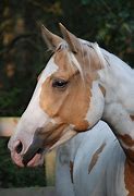 Image result for Pinto Azteca Horse