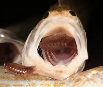 Image result for Isopod Mouth