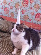 Image result for Cat Unicorn Horn