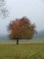 Image result for Illustration of a Sad Apple Tree