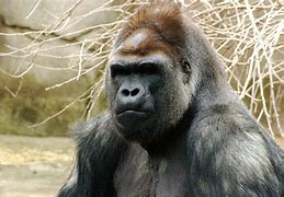 Image result for Old Age Gorilla