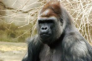 Image result for Large Gorilla