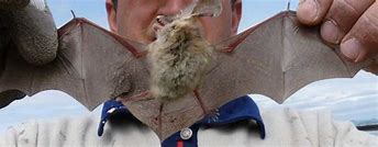 Image result for Bats Bulgaria