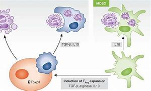 Image result for Acessory Cell