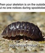 Image result for isopods faces memes