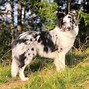 Image result for Small Collie