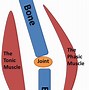 Image result for Phasic Muscles