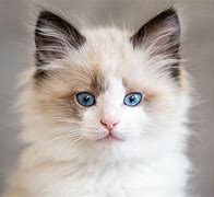 Image result for Traditional Ragdoll Cat