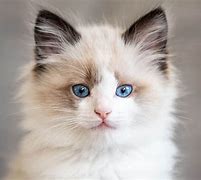 Image result for Pure Ragdoll Cat