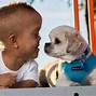 Image result for Canine Dwarfism