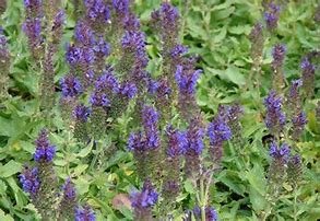 Image result for Salvia nemorosa Haeumanarc ® (MARCUS)