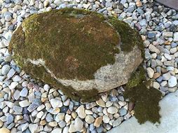 Image result for Orange Moss On Rocks