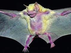 Image result for Savage Wilds Albino Bat Locations