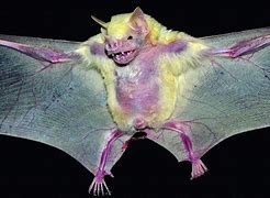 Image result for Albino Bat Wings