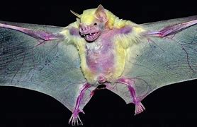 Image result for +Typee of Bats Albino