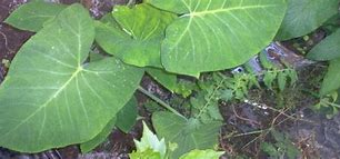 Image result for Tanier Spinach