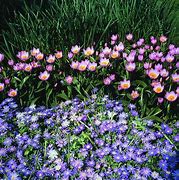 Afbeeldingsresultaten voor Tulipa Je taime